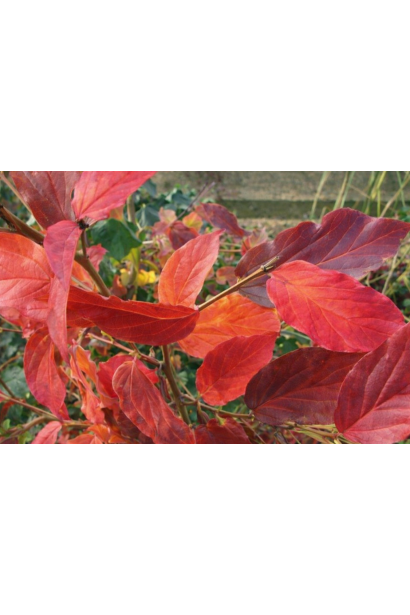 Парротія Белла осіннє забарвлення